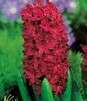 Showbox 10-Cio Komorowy Hyacinth - Hiacynt Promocyjny I "3" 150 Szt.