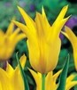 Showbox 10-Cio Komorowy Tulip - Tulipan Liliokształtny 11/12 250 Szt.
