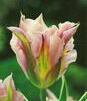 Showbox Tulip - Tulipan Viridiflora "1" 11/12  250 Szt.