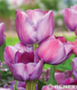 Showbox 10-Cio Komorowy Tulip - Tulipan Wielokwiatowy  250 Szt.