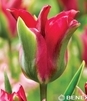 Showbox Tulip - Tulipan Viridiflora "1" 11/12  250 Szt.