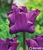 Showbox Tulip - Tulipan - Tulipan Ekskluzywny  11/12 150 Szt.