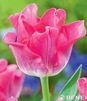 Showbox Tulip - Tulipan - Tulipan Ekskluzywny  11/12 150 Szt.
