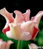 Showbox Tulip - Tulipan - Tulipan Ekskluzywny  11/12 150 Szt.