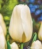 Showbox Tulip - Tulipan  Gigantyczny "2" 11/12 250 Szt.