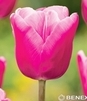 Showbox Tulip - Tulipan  Gigantyczny "2" 11/12 250 Szt.