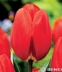 Showbox Tulip - Tulipan  Gigantyczny "2" 11/12 250 Szt.