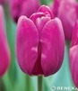 Showbox Tulip - Tulipan  Gigantyczny "2" 11/12 250 Szt.