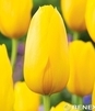 Showbox Tulip - Tulipan  Gigantyczny "2" 11/12 250 Szt.