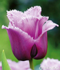 Showbox 10-Cio Komorowy Tulip - Tulipan Strzępiasty 11/12 250 Szt.