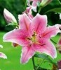 Showbox 10-Cio Komorowy Lilium - Lilia Azjatycka/ Orientalna 18/20 80 Szt.