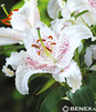 Showbox 10-Cio Komorowy Lilium - Lilia Azjatycka/ Orientalna 18/20 80 Szt.