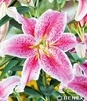 Showbox 10-Cio Komorowy Lilium - Lilia Azjatycka/ Orientalna 18/20 80 Szt.