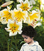 Showbox 10-Cio Komorowy Lilium - Lilia Drzewiasta  Ot Hybride 16/18 100 Szt.