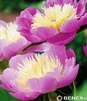 Showbox Połówkowy Paeonia - Piwonia "2"  2/3 (Dostępna Od 37 Tygodnia) 20 Szt.
