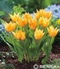 Showbox 10-Cio Komorowy Tulip - Tulipan Botaniczny 500 Szt.