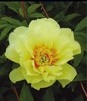 Showbox Połówkowy Paeonia - Piwonia "4"  2/3 (Dostępna Od 37 Tygodnia) 10 Szt.