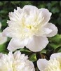 Showbox Połówkowy Paeonia - Piwonia "4"  2/3 (Dostępna Od 37 Tygodnia) 10 Szt.