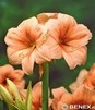 Showbox 10-Cio Komorowy Hippeastrum - Amarylis 22/24 30 Szt.