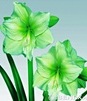 Showbox 10-Cio Komorowy Hippeastrum - Amarylis 22/24 30 Szt.