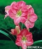 Showbox 10-Cio Komorowy Hippeastrum - Amarylis 22/24 30 Szt.