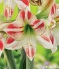 Showbox 10-Cio Komorowy Hippeastrum - Amarylis 22/24 30 Szt.