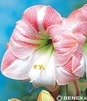 Showbox 10-Cio Komorowy Hippeastrum - Amarylis 22/24 30 Szt.
