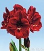 Showbox 10-Cio Komorowy Hippeastrum - Amarylis 22/24 30 Szt.