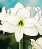 Showbox 10-Cio Komorowy Hippeastrum - Amarylis 22/24 30 Szt.