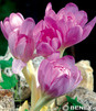 Showbox 10-Cio Komorowy Colchicum, Crocus - Zimowit I Krokus Jesienny 275 Szt.