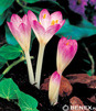 Showbox 10-Cio Komorowy Colchicum, Crocus - Zimowit I Krokus Jesienny 275 Szt.