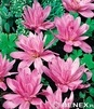 Showbox 10-Cio Komorowy Colchicum, Crocus - Zimowit I Krokus Jesienny 275 Szt.