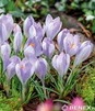 Showbox Połówkowy Crocus - Krokus Wiosenny "10" 5/7 375 Szt.