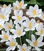 Showbox Połówkowy Crocus - Krokus Wiosenny "10" 5/7 375 Szt.