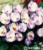 Showbox Połówkowy Crocus - Krokus Wiosenny "10" 5/7 375 Szt.