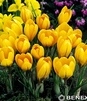 Showbox Połówkowy Crocus - Krokus Wiosenny "10" 5/7 375 Szt.