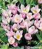 Showbox Połówkowy Crocus - Krokus Wiosenny "10" 5/7 375 Szt.