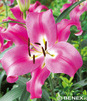 Showbox 10-Cio Komorowy Lilium - Lilia Trąbkowa 18/20  80 Szt.