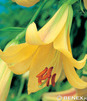 Showbox 10-Cio Komorowy Lilium - Lilia Trąbkowa 18/20  80 Szt.