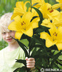 Showbox 10-Cio Komorowy Lilium - Lilia Trąbkowa 18/20  80 Szt.
