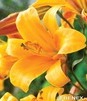 Showbox 10-Cio Komorowy Lilium - Lilia Trąbkowa 18/20  80 Szt.