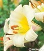 Showbox 10-Cio Komorowy Lilium - Lilia Trąbkowa 18/20  80 Szt.