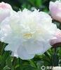 Showbox 10-Cio Komorowy Paeonia - Piwonia 2/3 40 Szt.