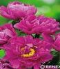 Showbox 10-Cio Komorowy Paeonia - Piwonia 2/3 40 Szt.