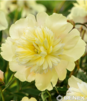 Showbox 10-Cio Komorowy Paeonia - Piwonia 2/3 40 Szt.