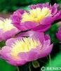 Showbox 10-Cio Komorowy Paeonia - Piwonia 2/3 40 Szt.
