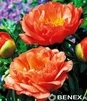 Showbox 10-Cio Komorowy Paeonia - Piwonia 2/3 40 Szt.