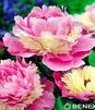 Showbox 10-Cio Komorowy Paeonia - Piwonia 2/3 40 Szt.