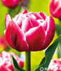 Showbox 10-Cio Komorowy Tulip - Tulipan Pełny I Tulipan Liliokształtny 250 Szt.