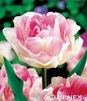 Showbox 10-Cio Komorowy Tulip - Tulipan Pełny I Tulipan Liliokształtny 250 Szt.